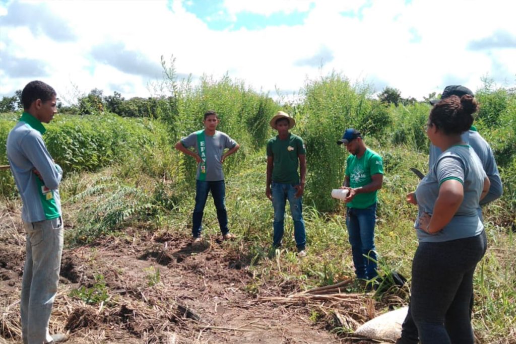 Projeto Cerrado em Flor: cultivo do algodão orgânico na EAFAN, como modelo de desenvolvimento sustentável