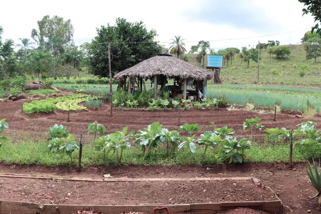 Sistemas Agroflorestais como alternativa de renda entre famílias agricultoras no Município de Colinas (TO)